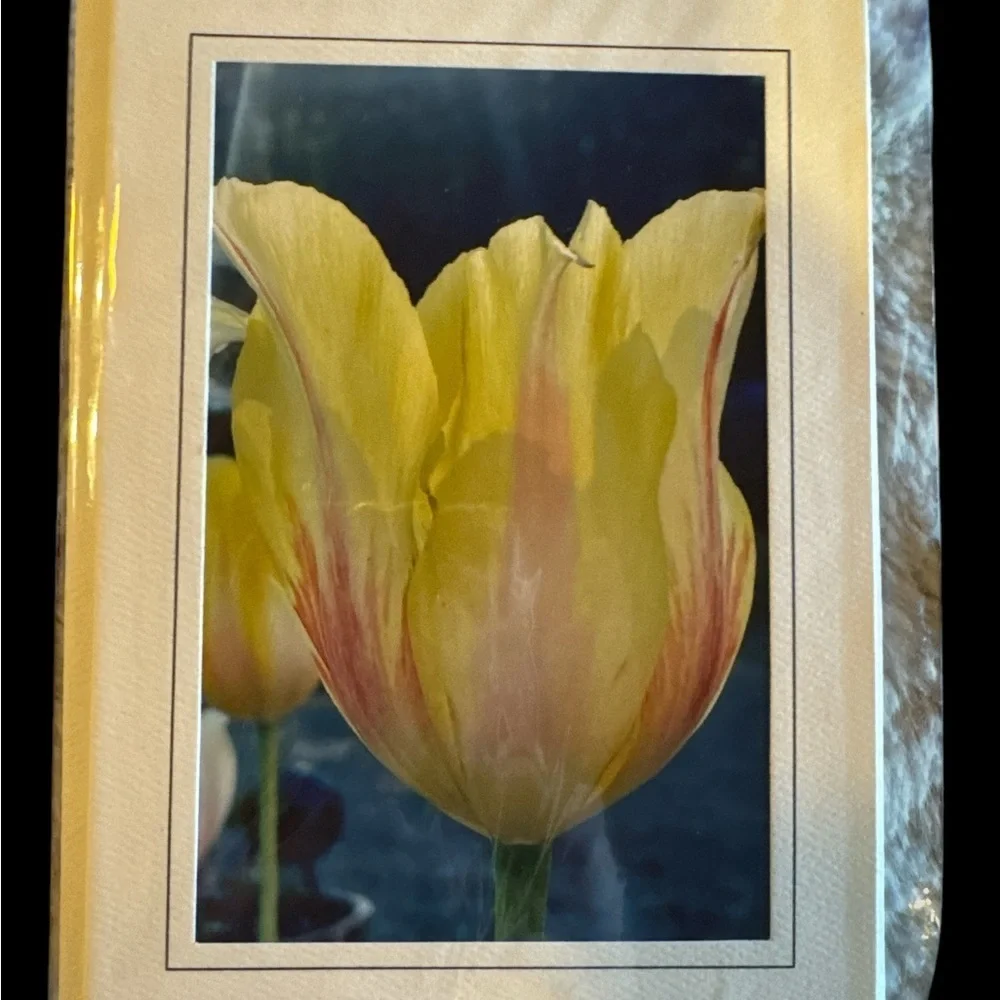 Colorful Floral Greeting Cards Set- Tulips /Original Photography Set of 5